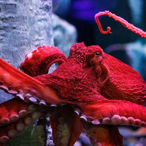 red giant pacific octopus